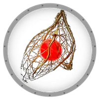 Harveseed