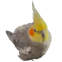 Гас