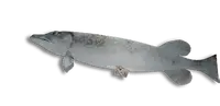 Frozen Northern Pike