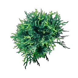 Acidic Mycelium
