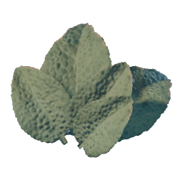 Sage Leaves